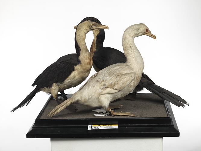 Three Little Pied Cormorant specimens mounted on a board.