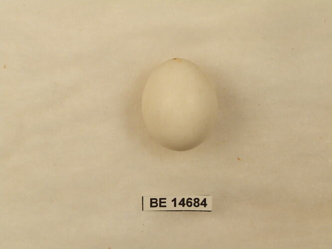 Bird egg with specimen label.