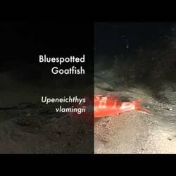 Silent footage of the Bluespotted Goatfish, <em>Upeneichthys vlamingii</em>.