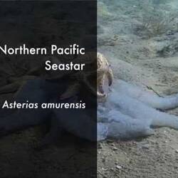 Silent footage of the Northern Pacific Seastar, <em>Asterias amurensis</em>.