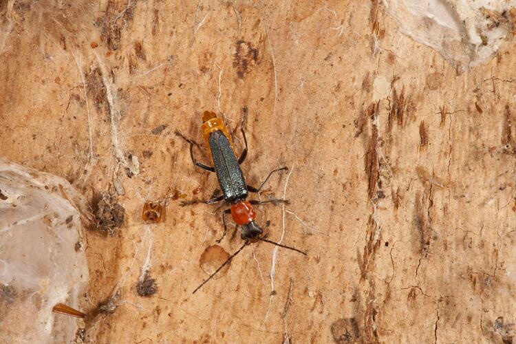<em>Chauliognathus tricolor</em>, Tricolour Soldier Beetle. Budj Bim Cultural Heritage Landscape, Victoria.