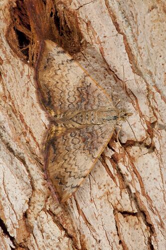 <em>Chrysolarentia mecynata</em>, geometrid moth. Budj Bim Cultural Heritage Landscape, Victoria.