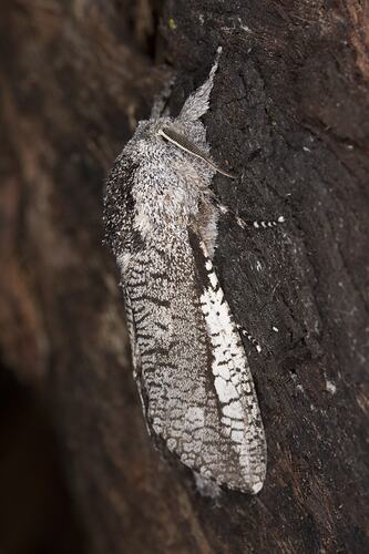 Grey white and black moth on bark,