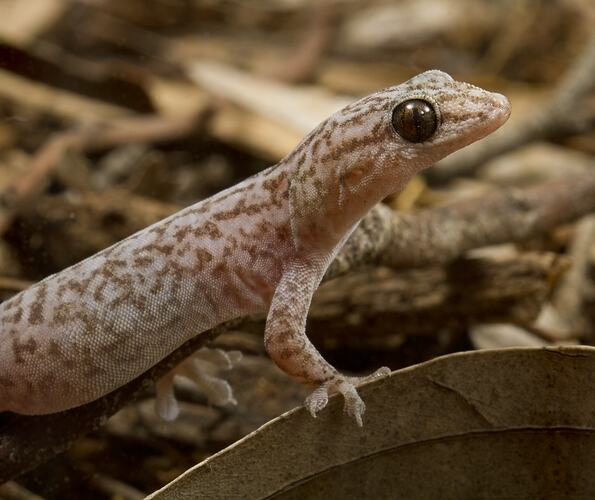 Side view of pale creamy-pink gecko with brown mottling.