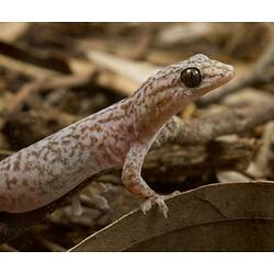 <em>Christinus marmoratus</em> (Gray, 1845), Marbled Gecko