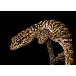 Sidew view of mottled gecko on tip of twig.