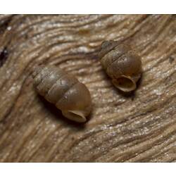 Bronze Pupasnail.