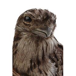 Close up of brown bird specimen.
