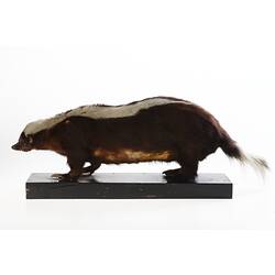 <em>Conepatus semistriatus</em>, Striped Hog-nosed Skunk, mounted specimen. Registration no. C 29994.