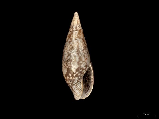 Aperture view of narrow brown and white snail shell.