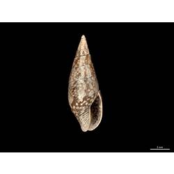 Aperture view of narrow brown and white snail shell.