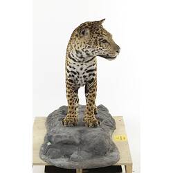 Front view of mounted Jaguar specimen.