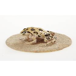 Cast model of a Spotted Marsh Frog on a circular base.