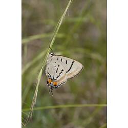 Cream buttefly with black stripes and orange spots on grass stem, wings closed.