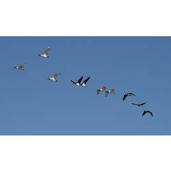 White and white and black Ibis in flight viewed from below.