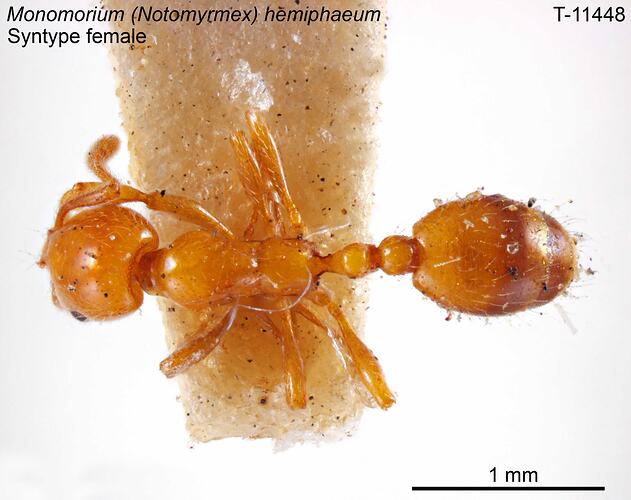 Ant specimen, female, dorsal view.