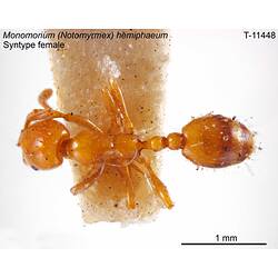 Ant specimen, female, dorsal view.