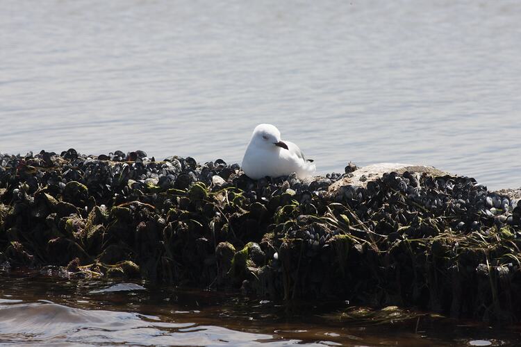 <em>Chroicocephalus novaehollandiae</em>, Silver Gull and <em>Mytilus galloprovincialis</em>, Blue Mussels. Gippsland Lakes, Victoria.