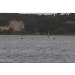 <em>Cygnus atratus</em>, Black Swan. Gippsland Lakes, Victoria.