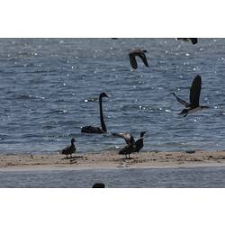 <em>Microcarbo melanoleucos</em>, Little Pied Cormorant, <em>Phalacrocorax sulcirostris</em>, Little Black Cormorant, <em>Anas castanea</em>, Chestnut Teal, and <em>Cygnus atratus</em, Black Swan. Gippsland Lakes, Victoria.