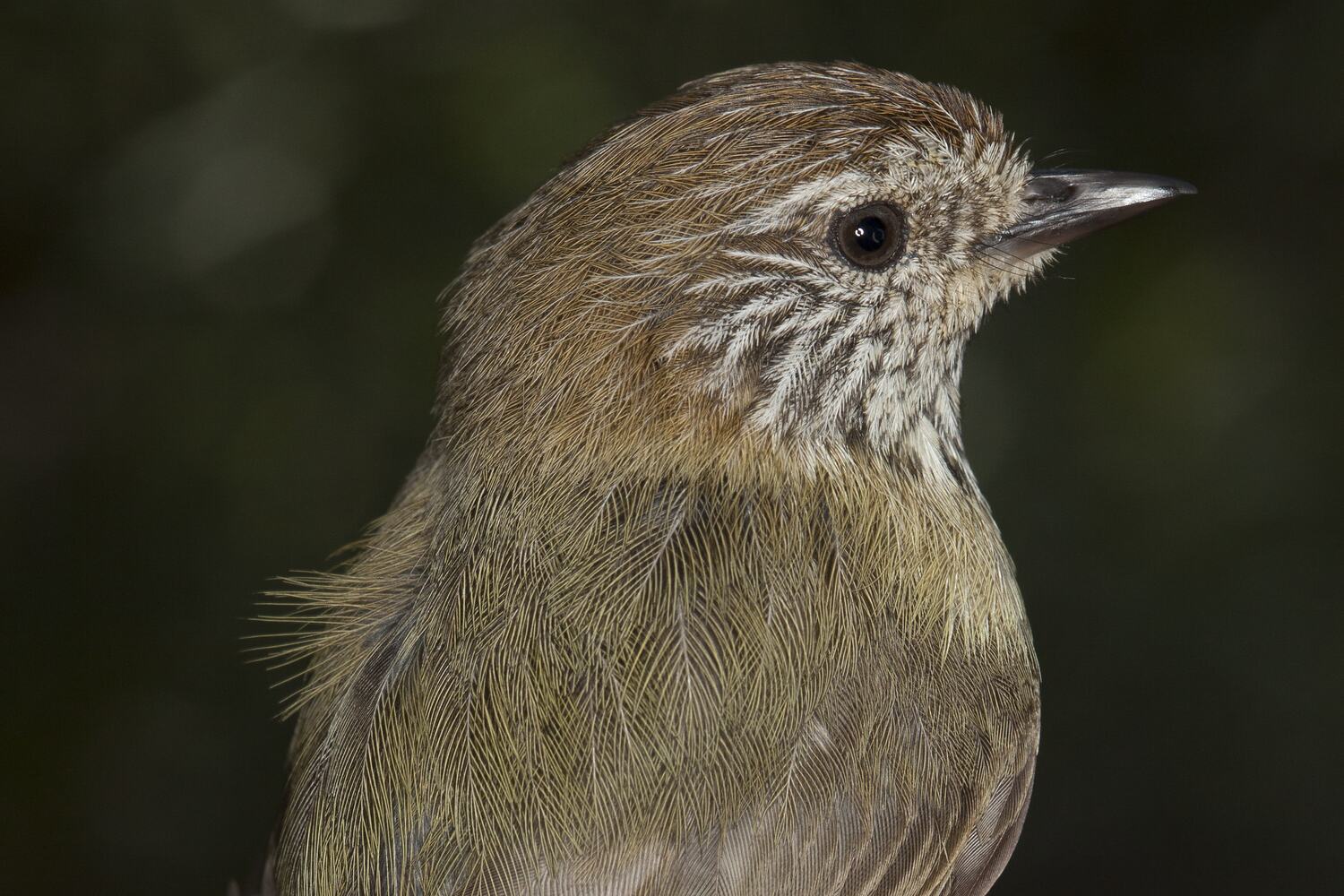 Acanthiza lineata, Striated Thornbill