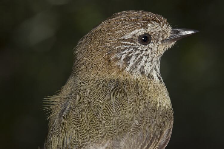 Detail of green-brown bird with paler face feathers.
