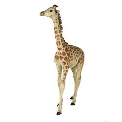 Front-side view of juvenile giraffe specimen.