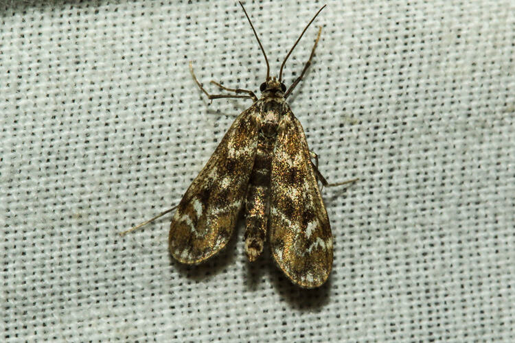 <em>Hygraula nitens</em>, moth. Murray Explored Bioscan.