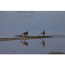 <em>Haematopus longirostris</em>, Pied Oystercatcher. Gippsland, Victoria.