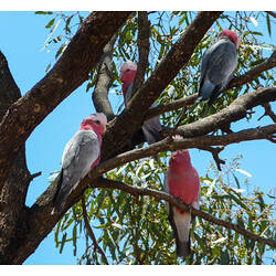 Four pink and grey birs in tree.