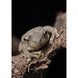 Peron's tree frog.