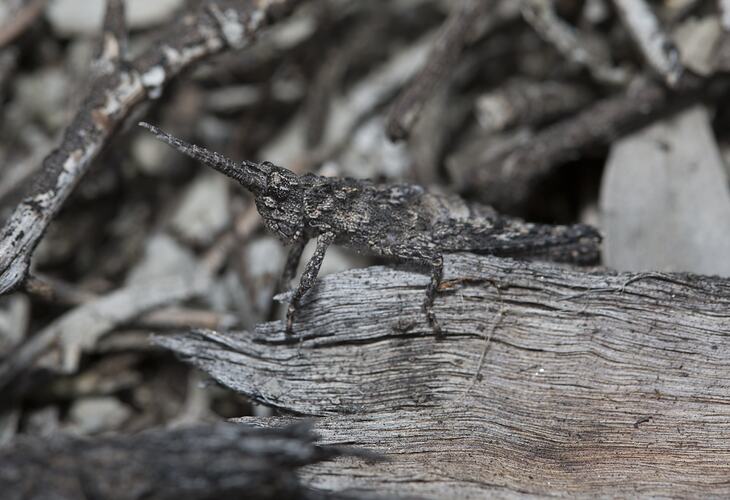 <em>Coryphistes ruricola</em>, Crusader Bug. Murray Explored Bioscan.