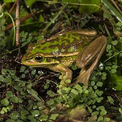 Green and brown frog.
