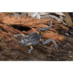 Dark grey frog with yellow patches at top of legs.