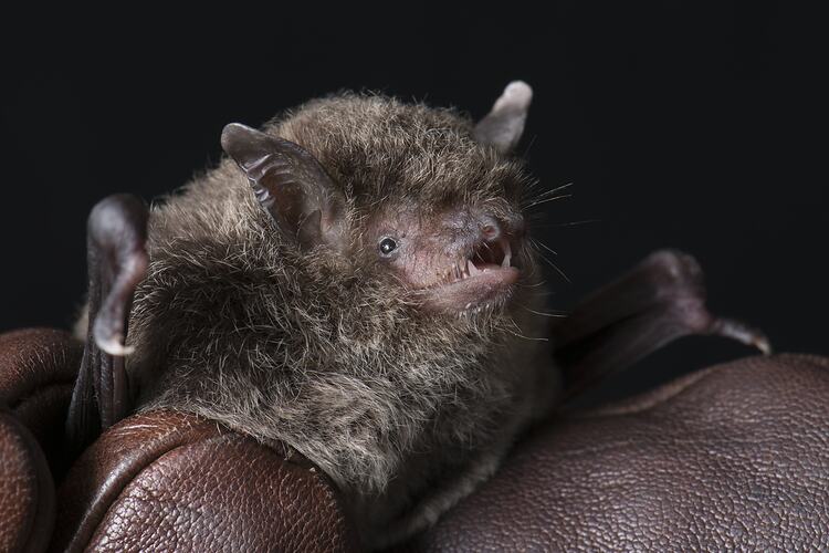 Small bat held in hand wearing leather glove.