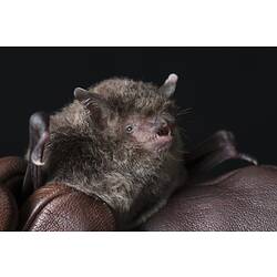 Small bat held in hand wearing leather glove.