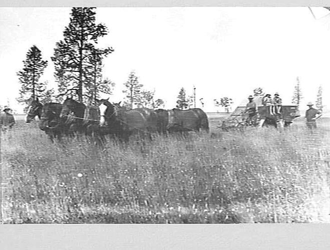 ON MR J NASH'S FARM, BECKOM N.S.W.