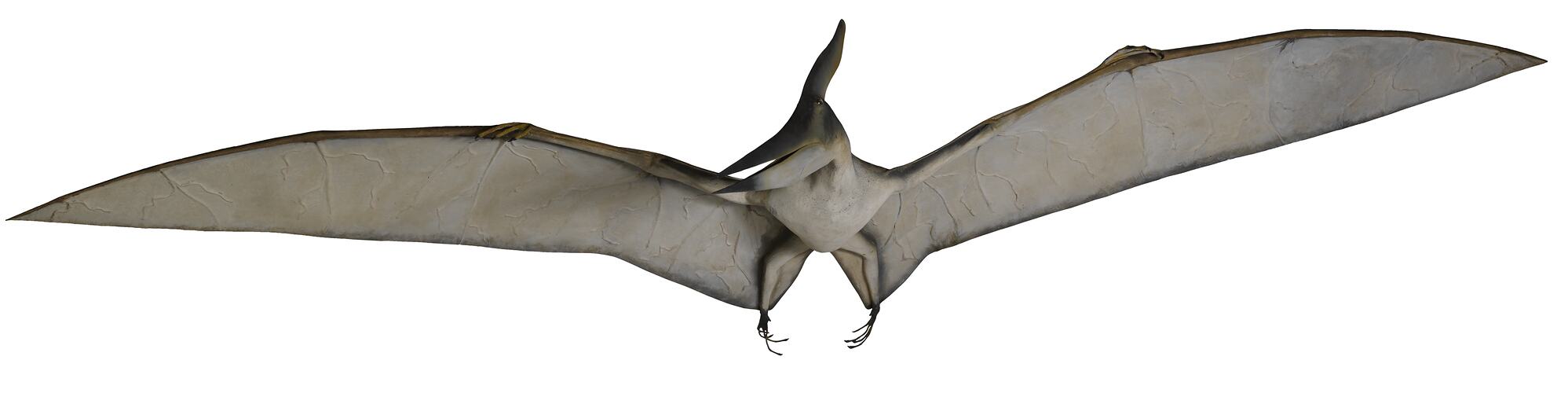 Pterosaur model, wings spread.