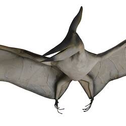 Pterosaur model, wings spread.