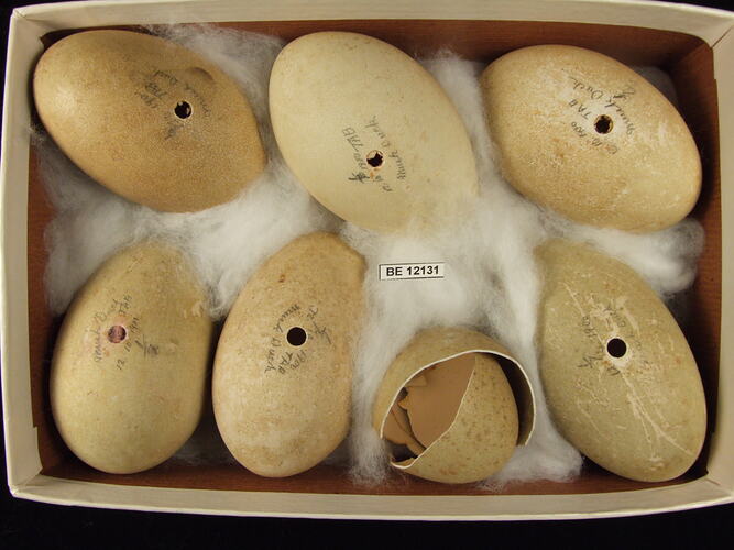 Seven bird eggs, one broken, with specimen label in box.
