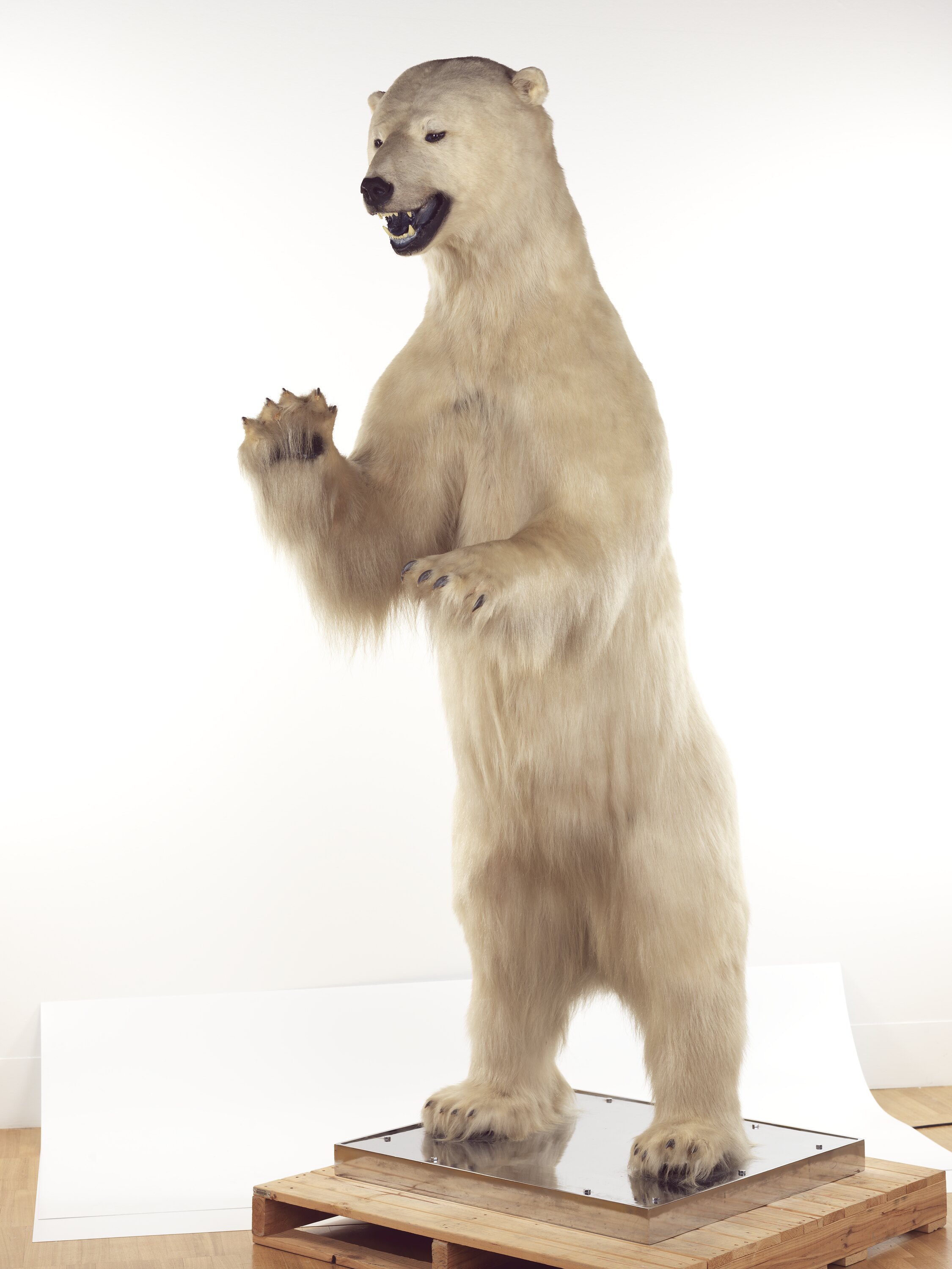 polar bear mount for sale