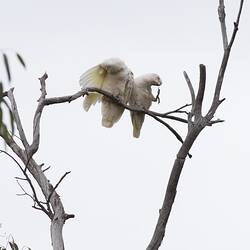 Two white cockatoos preening on branch.