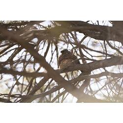 Bird sitting on nest on tree.