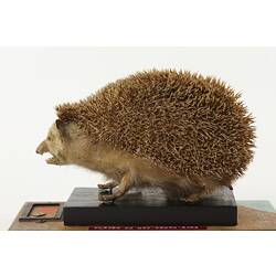 Taxidermied hedgehog specimen.