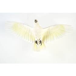 White bird mounted in flight.