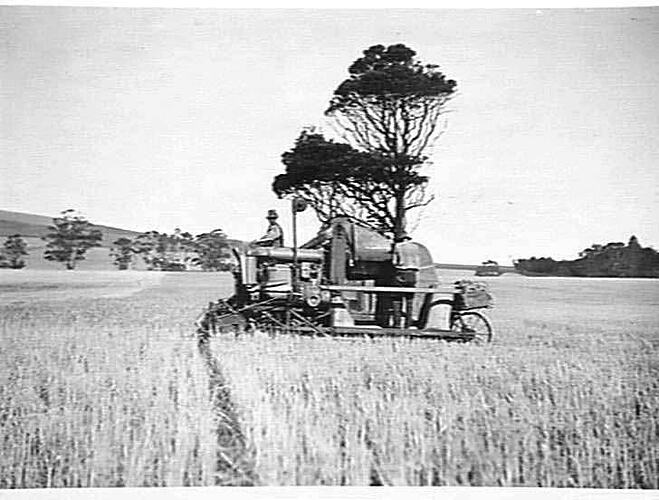 12 FT. AUTO HEADER WORKING IN BARLEY ON MR. MAKER'S FARM, BULLAROOK: JAN 1929