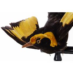 <em>Sericulus chrysocephalus</em>, Regent Bowerbird. [B 35057]