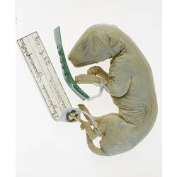 Pouch Young thylacine specimen with attached labels.