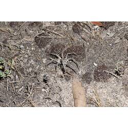 Wolf Spider, female.