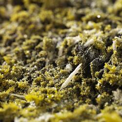 Pyromorphite. [M 53451]